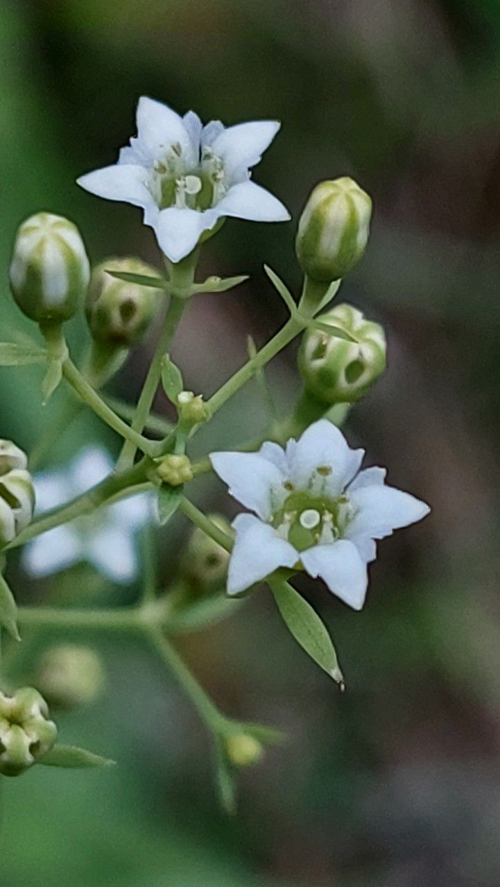 Thesium bavarum flower