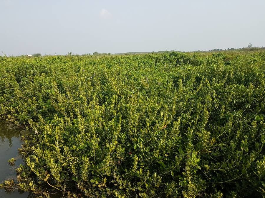Acanthus ilicifolius habit
