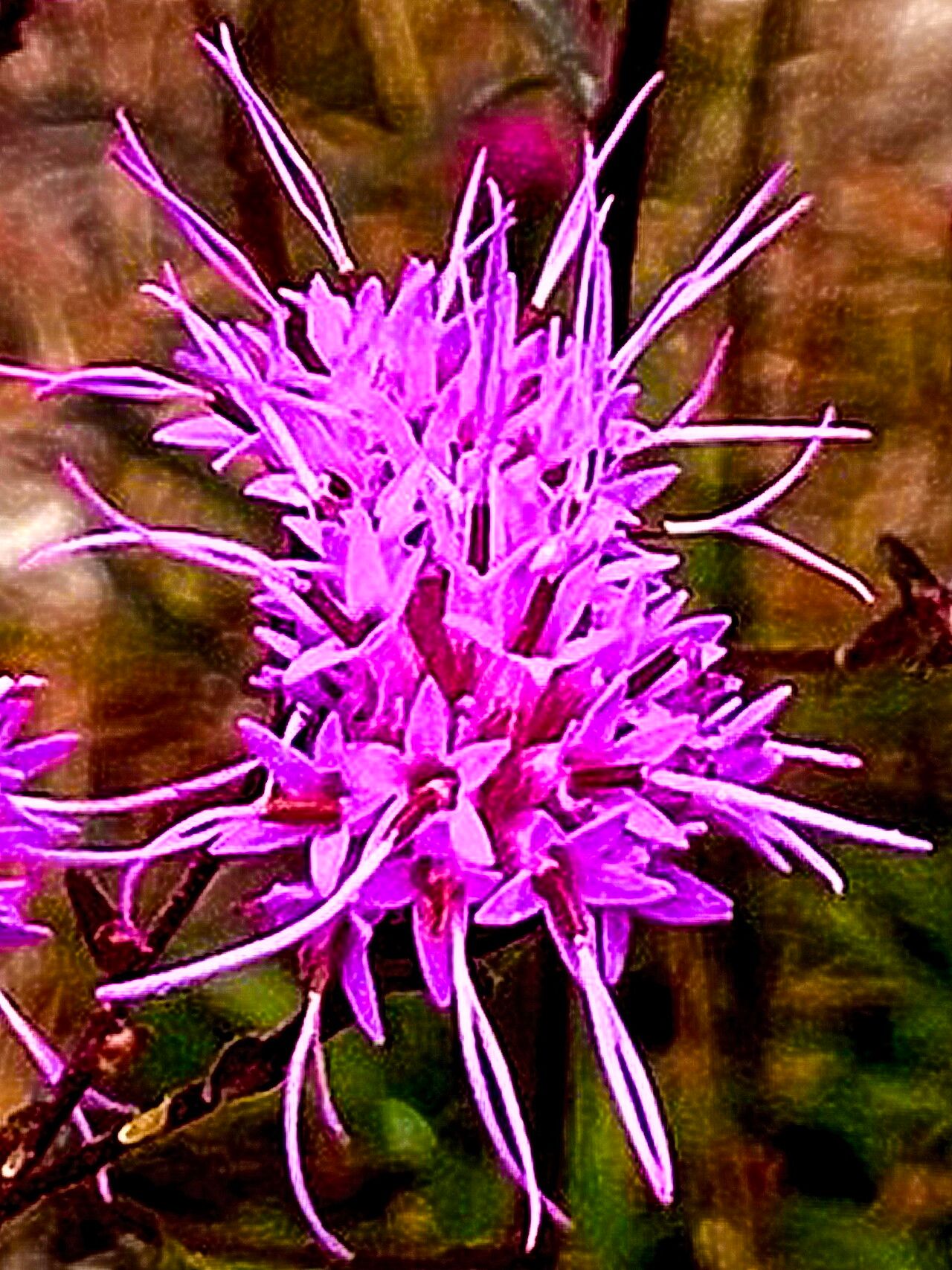 Carphephorus bellidifolius — related species from the same genus