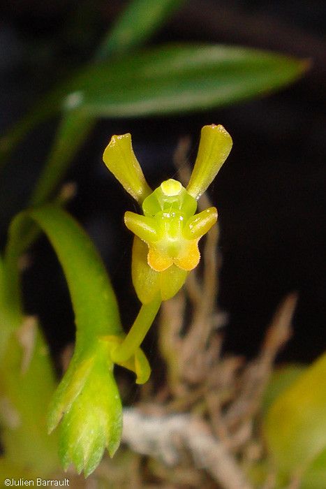Liparis gibbosa flower
