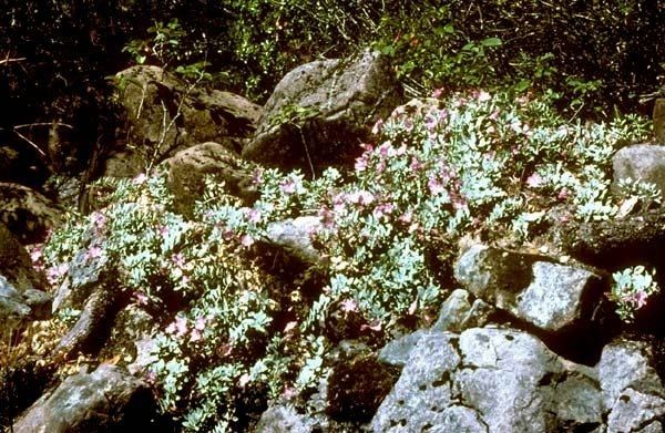 Epilobium rigidum habit