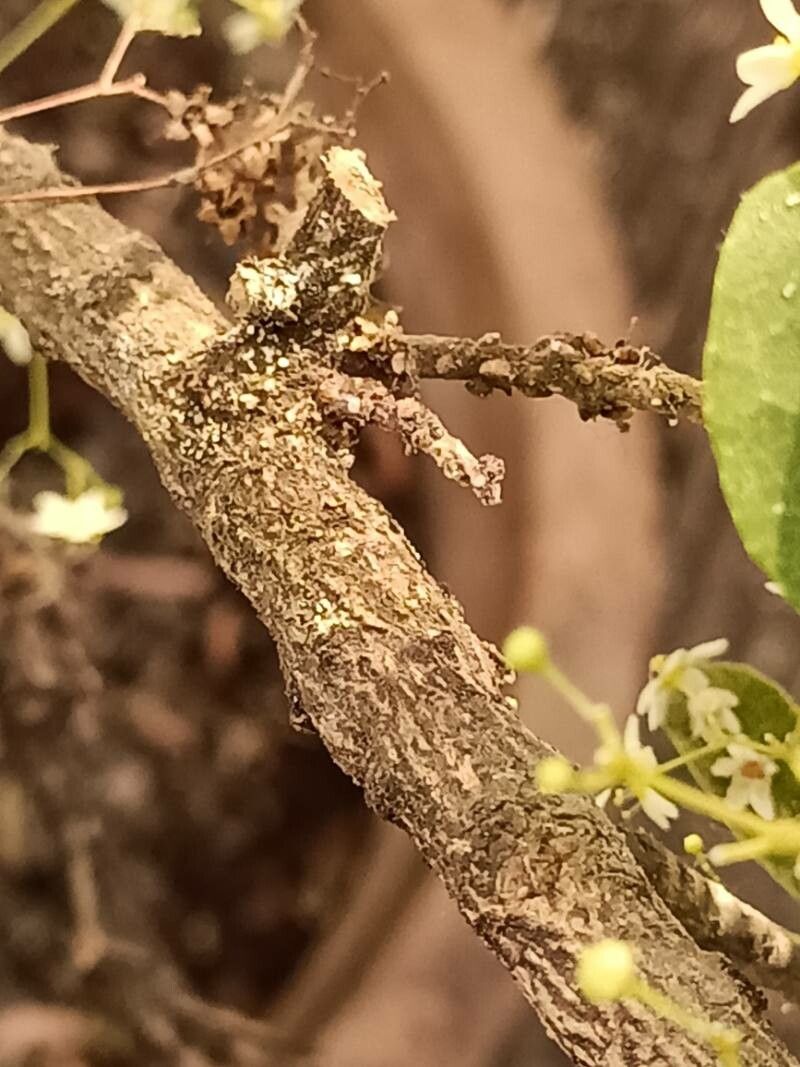 Gymnosporia dhofarensis bark