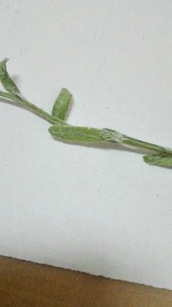 Achillea alexandri-regis