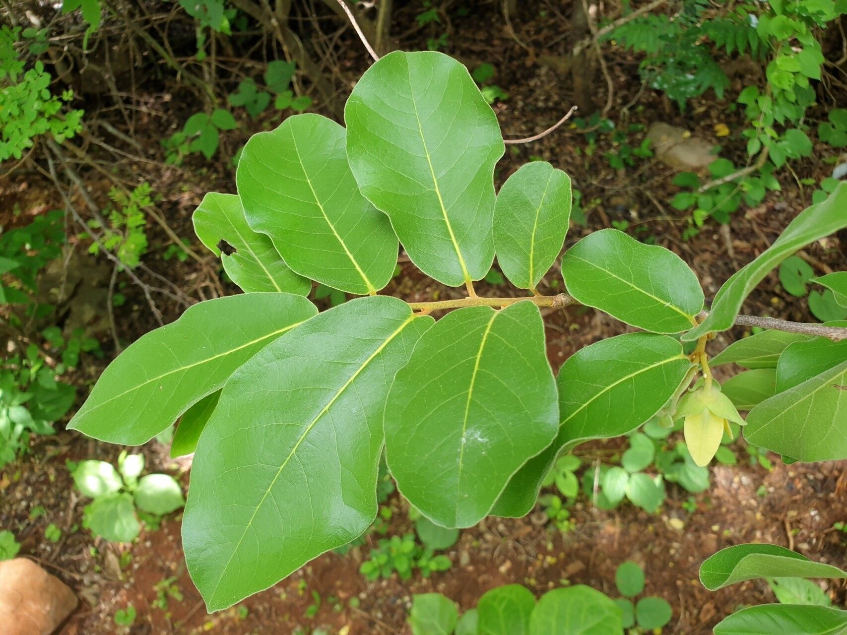 Uvaria relambo — houseplant care guide