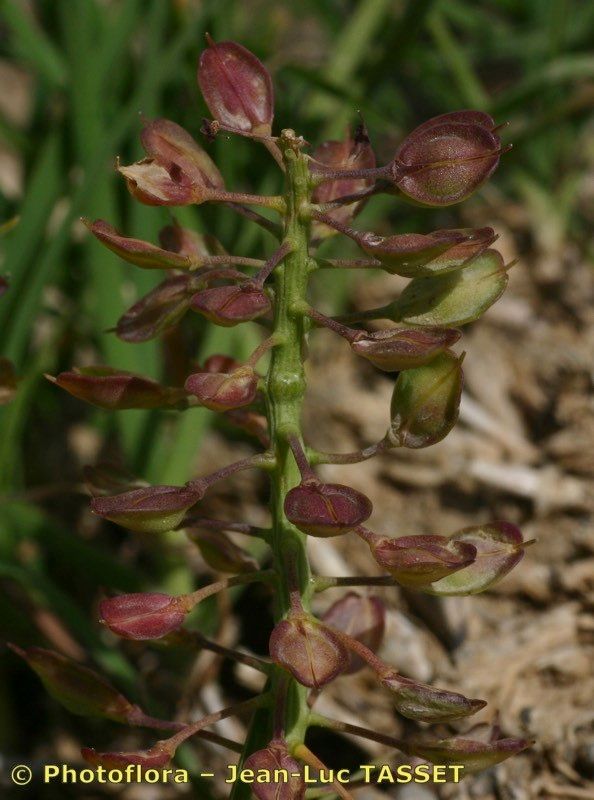 Lepidium villarsii — search result for 'Lepidium'