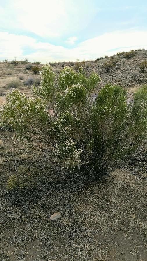 Baccharis sarothroides habit