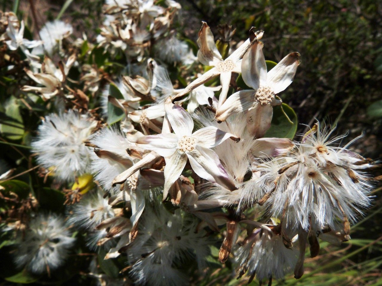 Lopholaena coriifolia — related species from the same genus