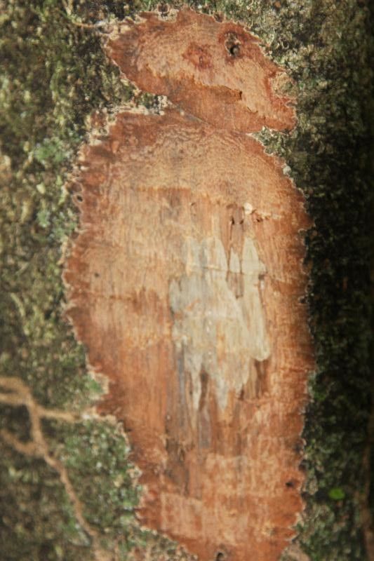 Licania membranacea other