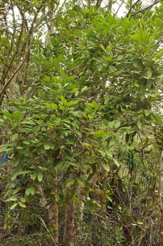 Celtis hypoleuca habit