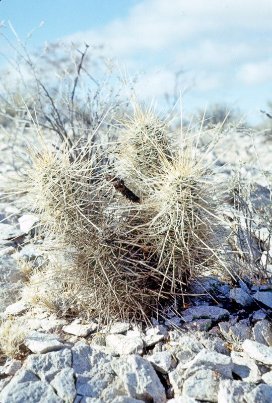 Echinocereus nicholii bark