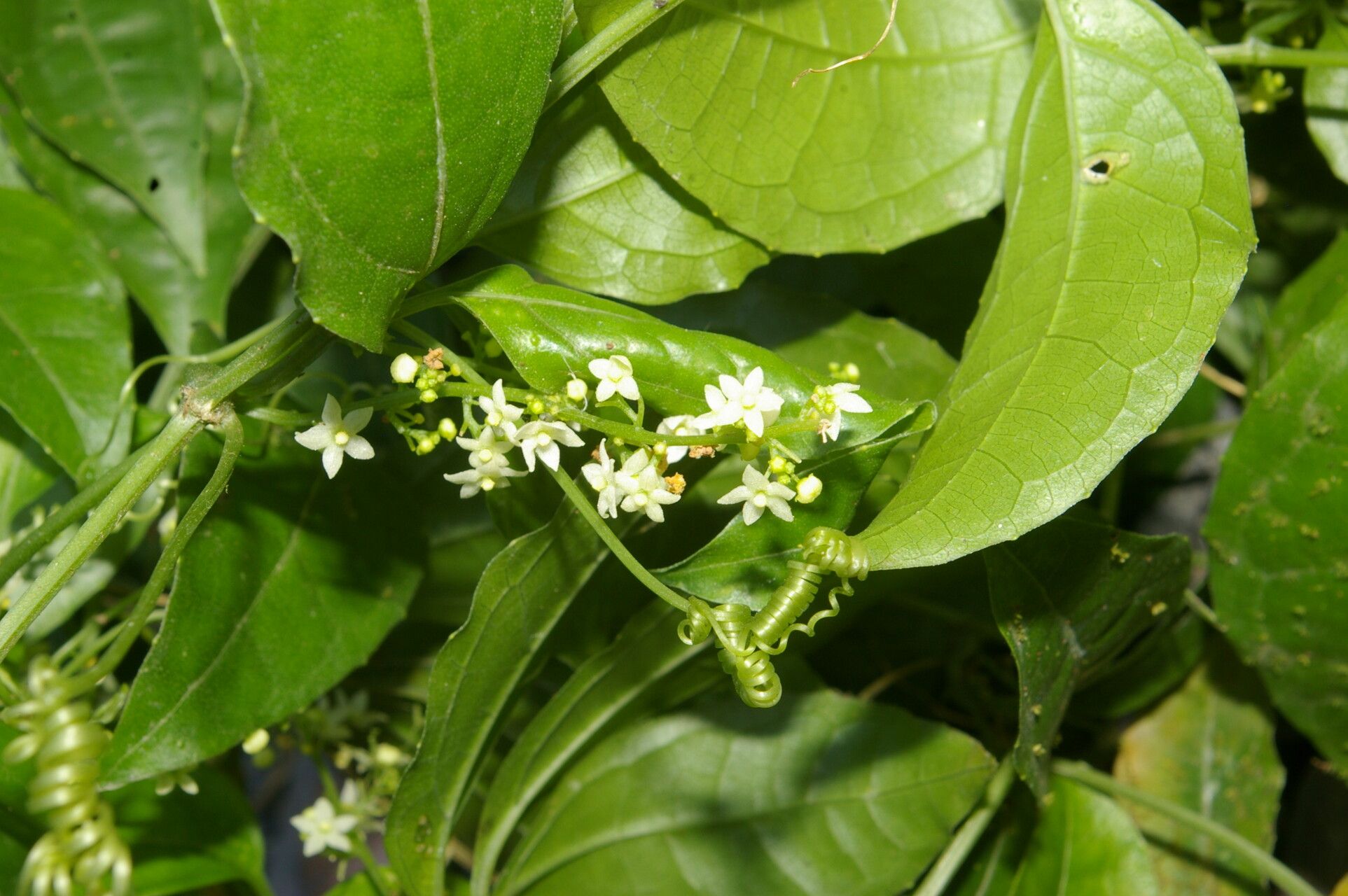 Cyclanthera lalajuela flower