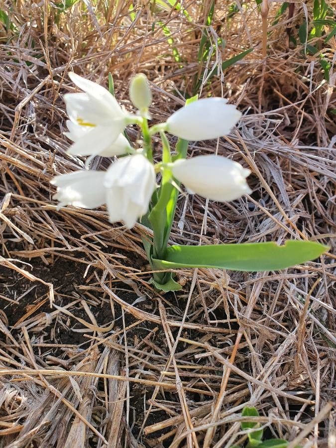 Chlorophytum tuberosum habit