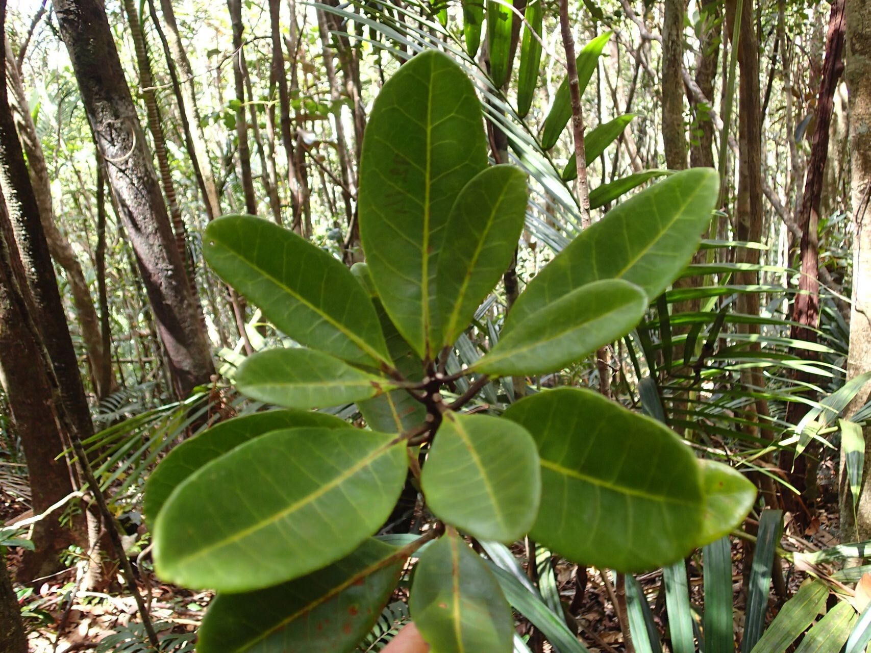Symplocos flavescens leaf