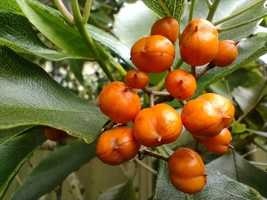 Auranticarpa rhombifolia fruit