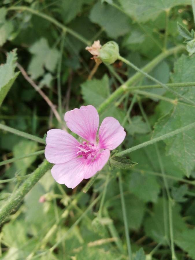 Althaea cannabina flower
