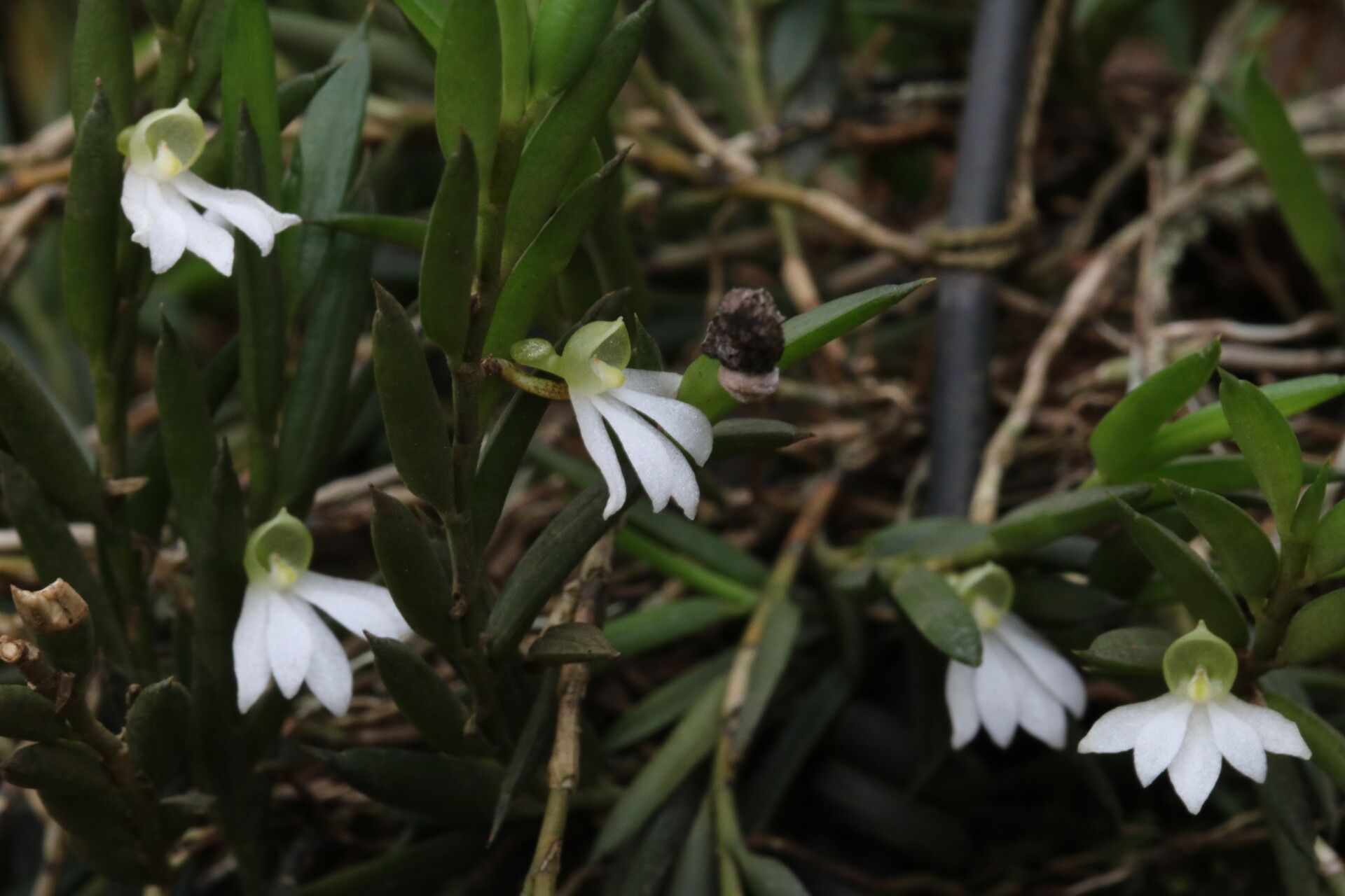 Angraecum gabonense — houseplant care guide