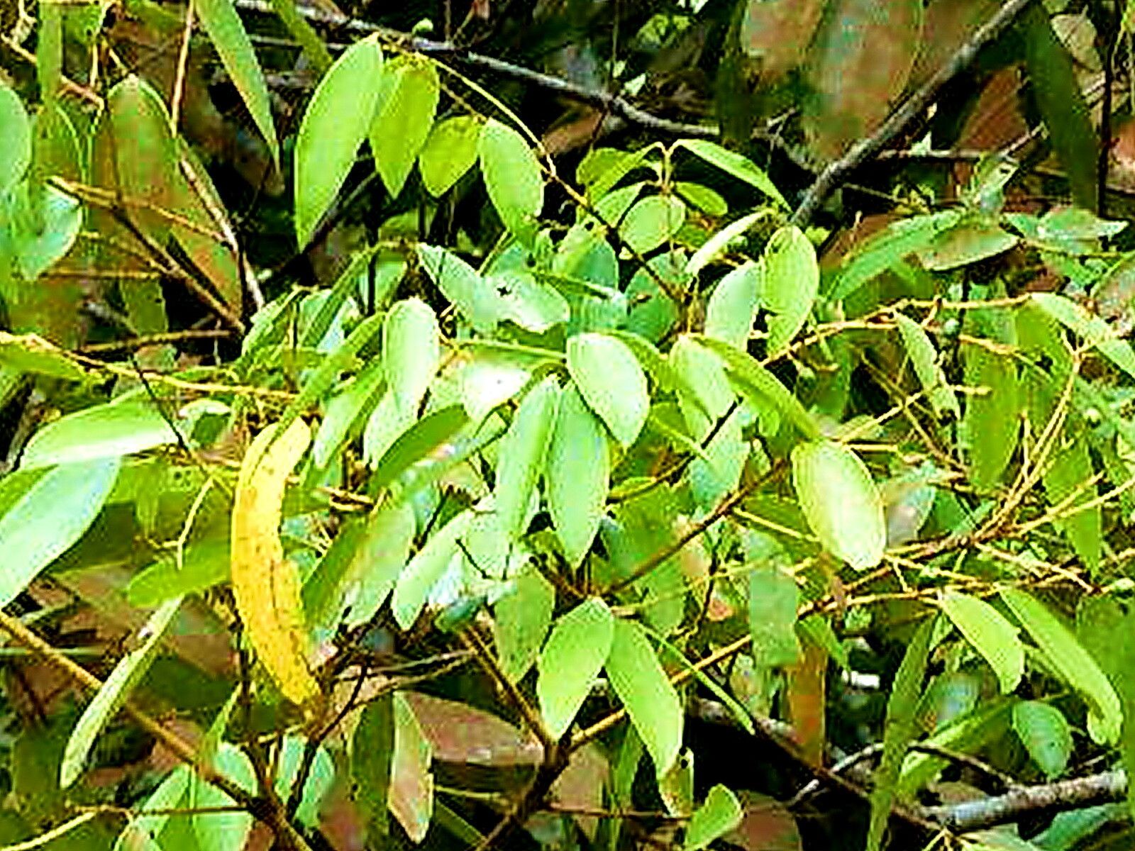 Cinnamomum iners — search result for 'Cinnamomum'