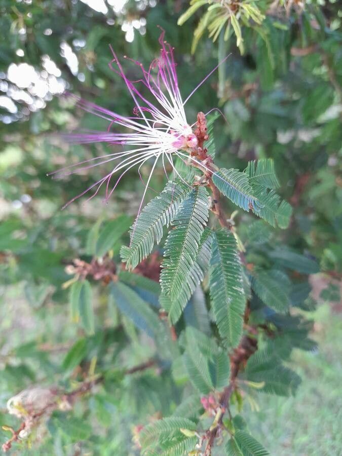 Calliandra brevipes leaf