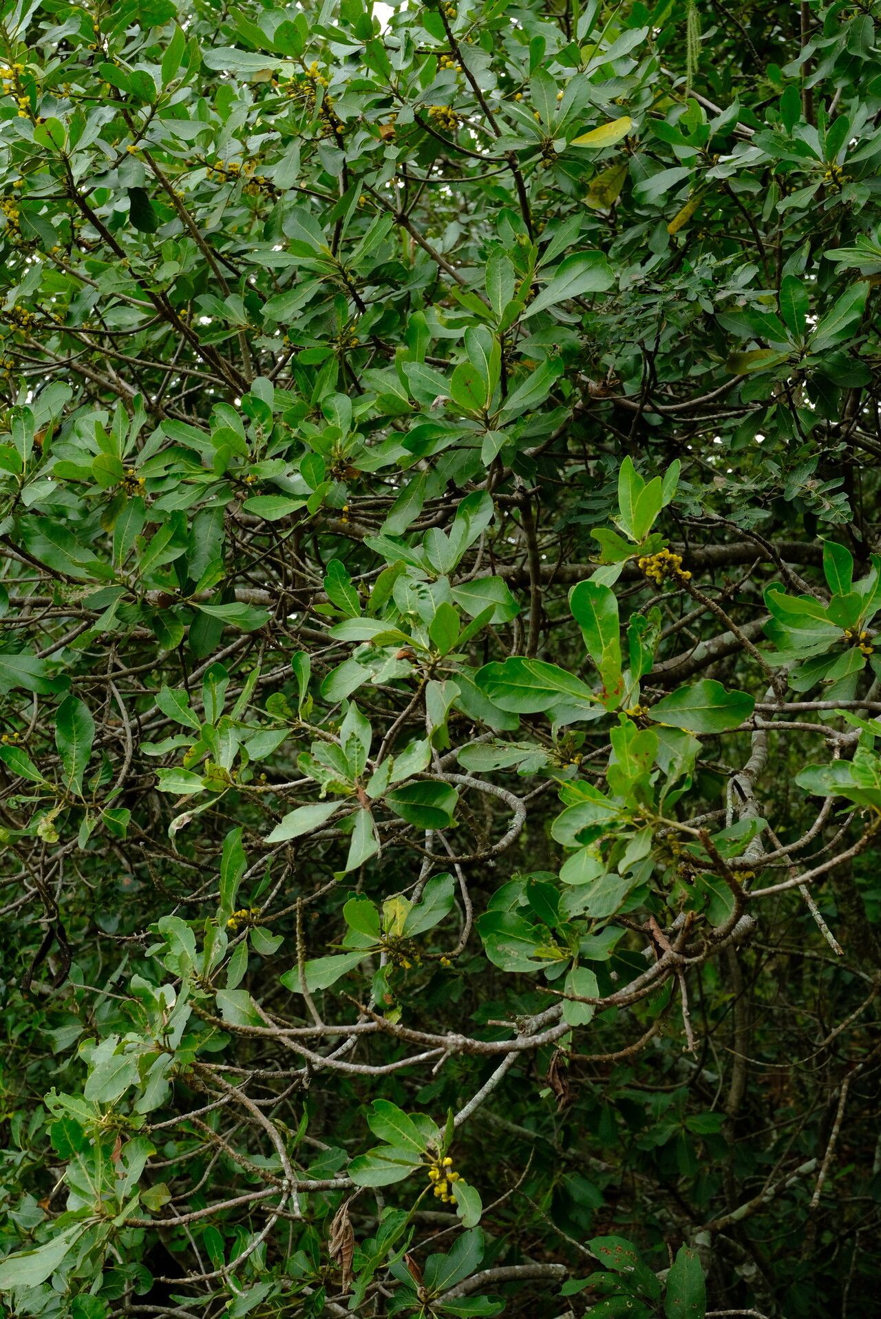 Uapaca sansibarica habit