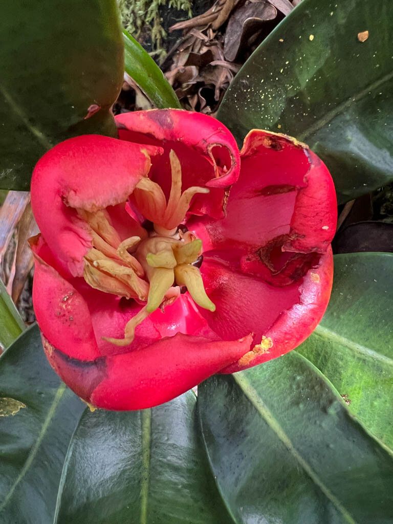 Montrouziera gabriellae — related species from the same genus