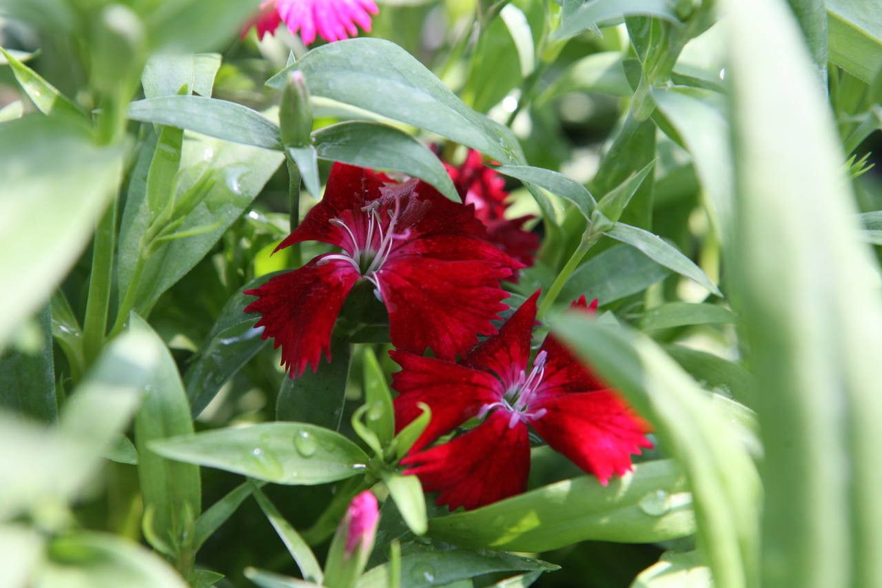 Dianthus spp. flower