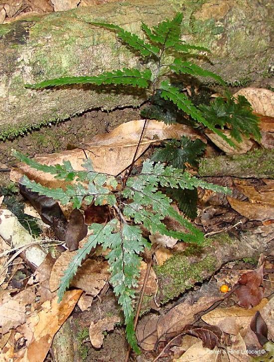 Lindsaea prolongata habit