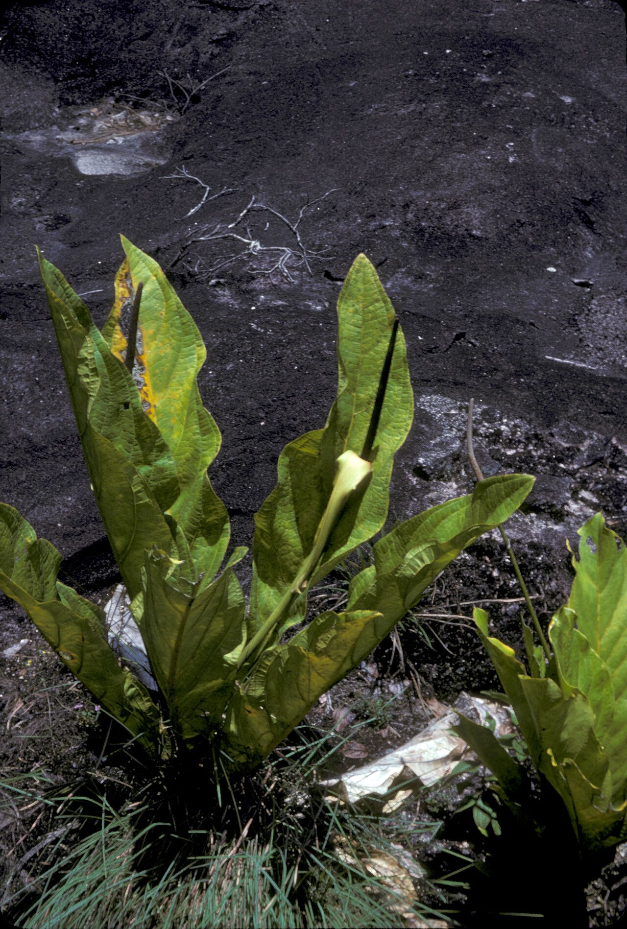Dieffenbachia elegans habit
