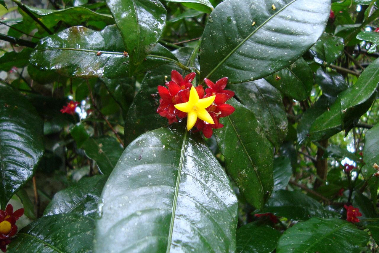 Psychotria nuda other