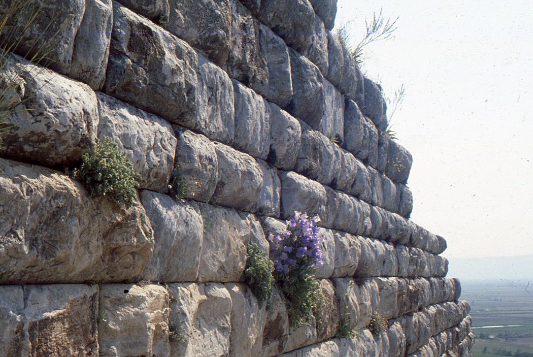 Campanula tomentosa habit