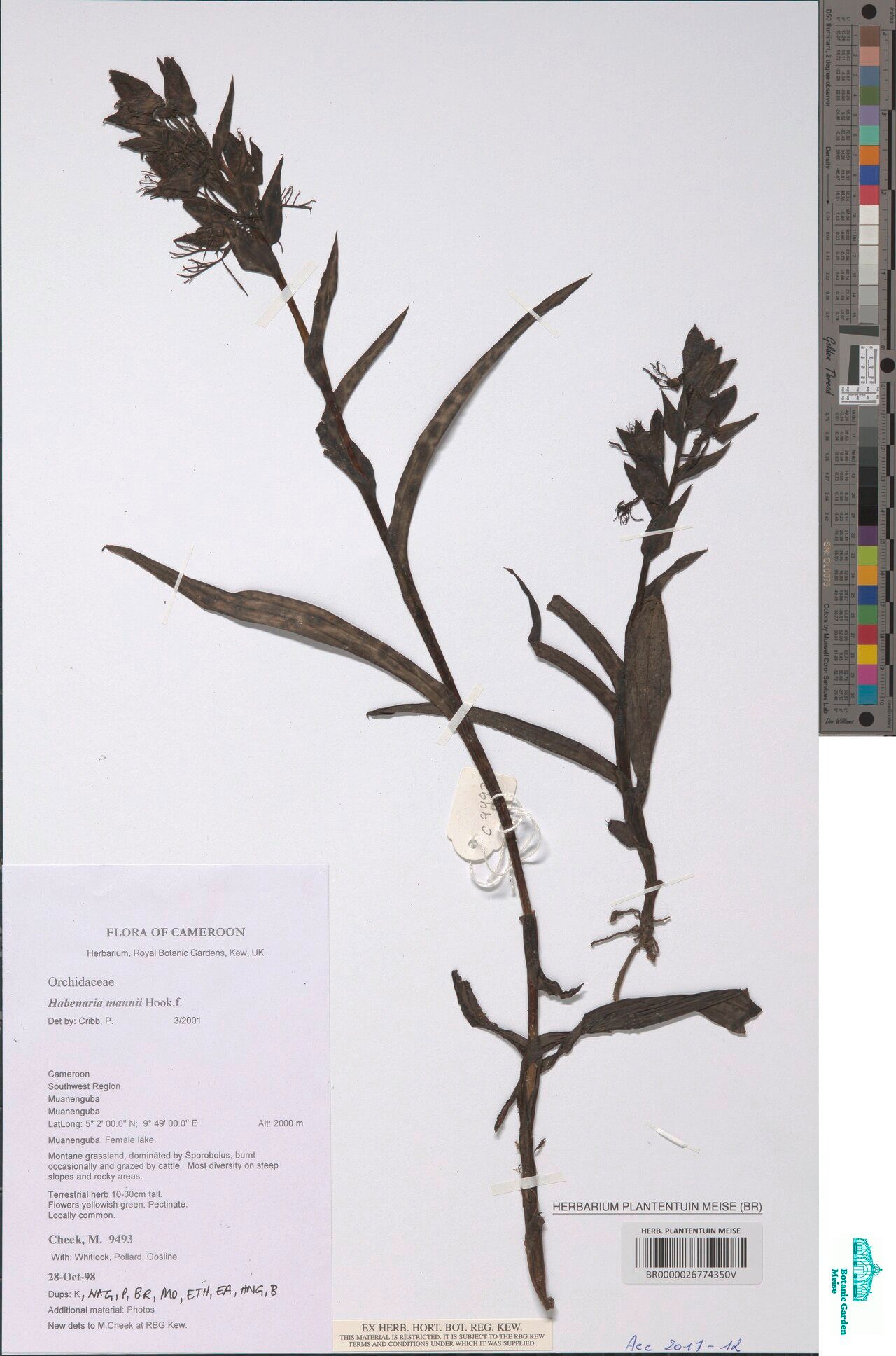 Habenaria mannii — houseplant care guide