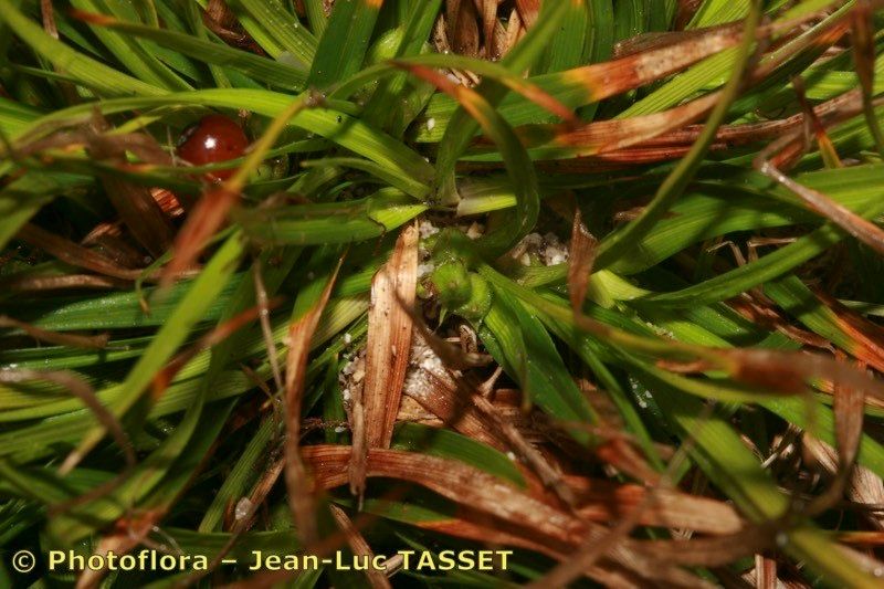 Carex mabilliana flower