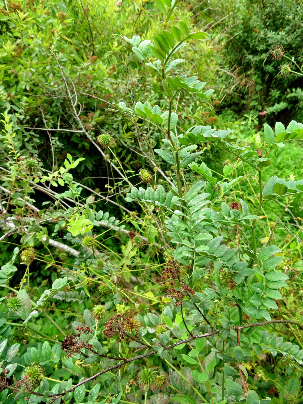 Spiraea × inflexa habit