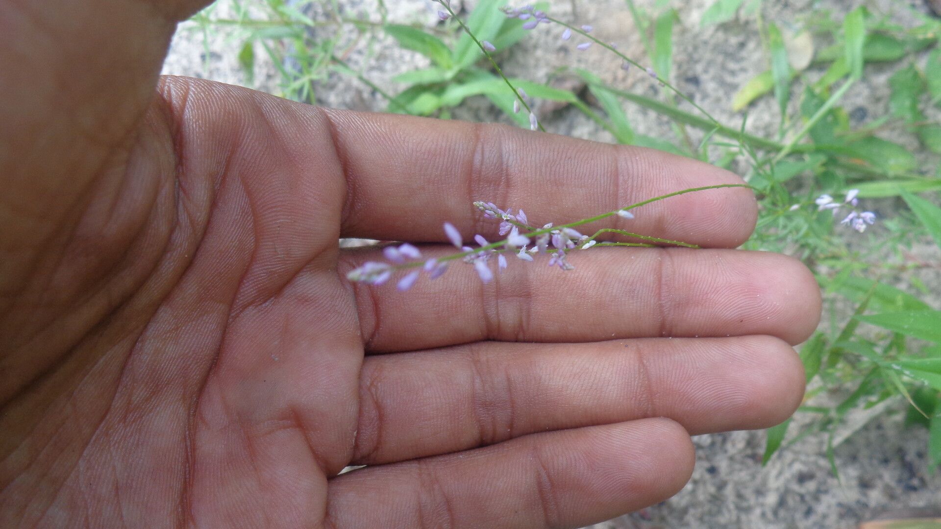 Polygala glochidiata — search result for 'Polygala'
