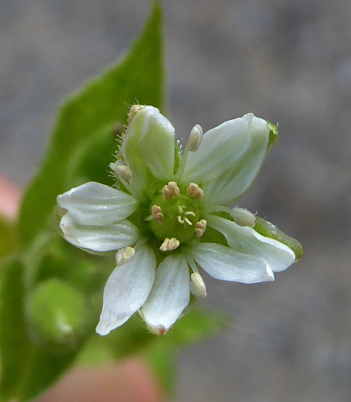 Stellaria neglecta flower