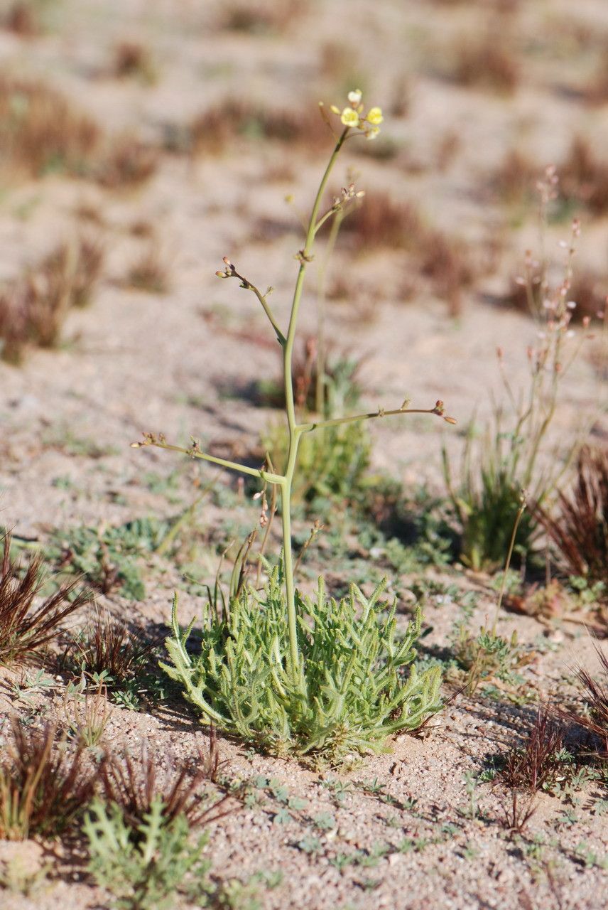 Diplotaxis pitardiana flower
