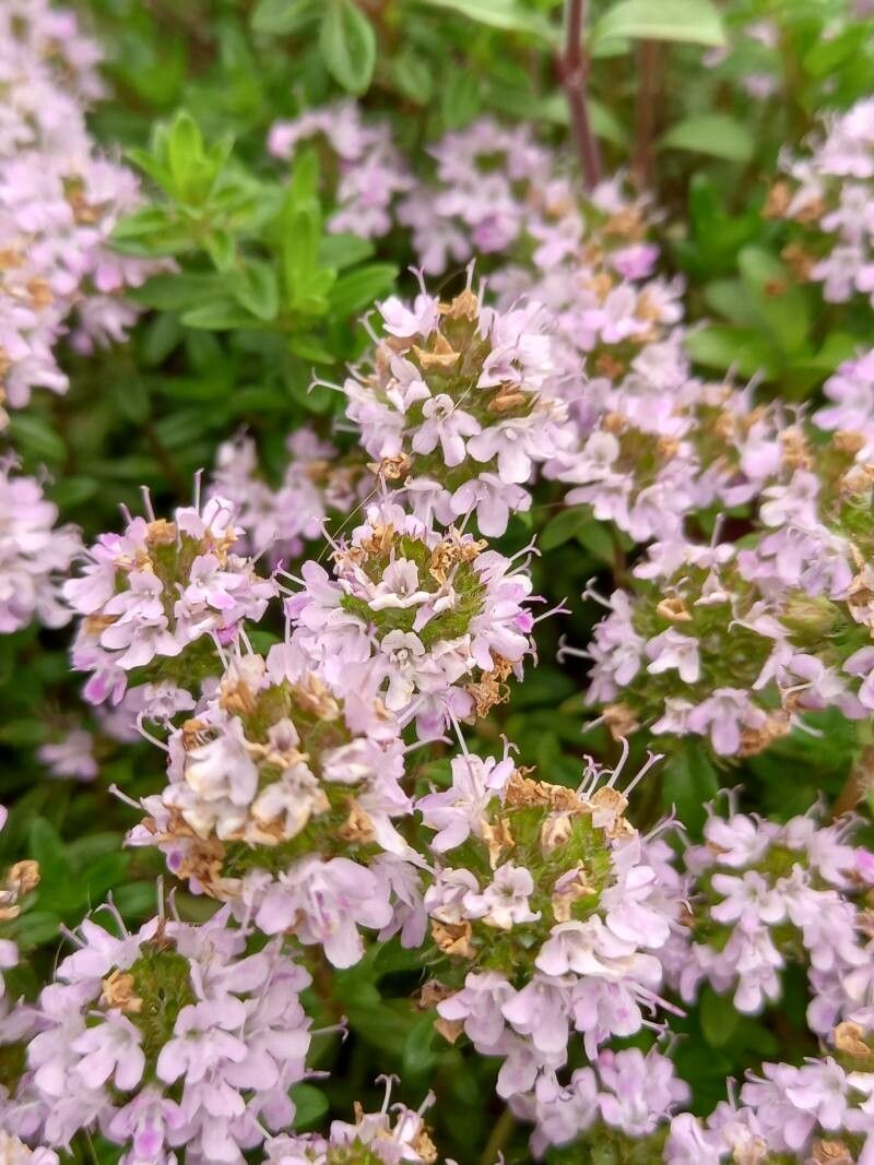 Thymus longicaulis flower