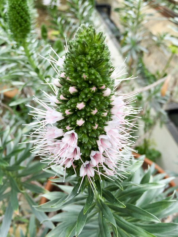 Echium hierrense flower
