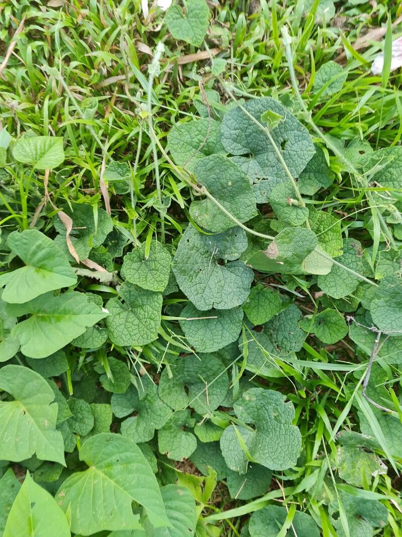 Trichosanthes scabra — search result for 'Trichosanthes'