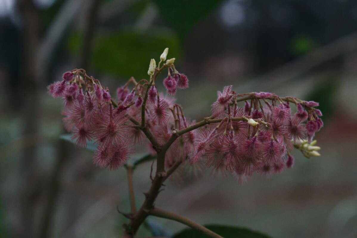 Heliocarpus americanus fruit