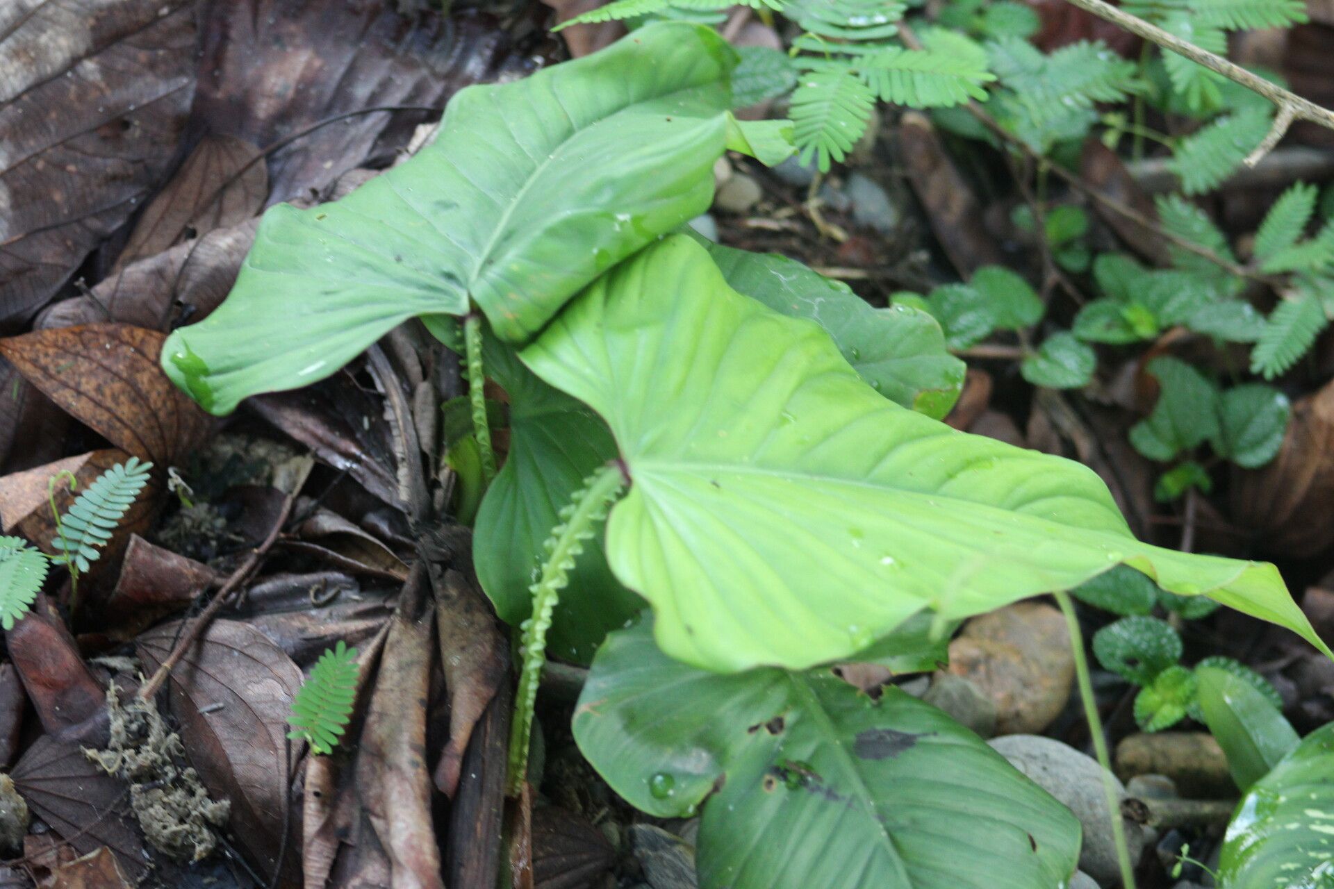 Philodendron pterotum — houseplant care guide