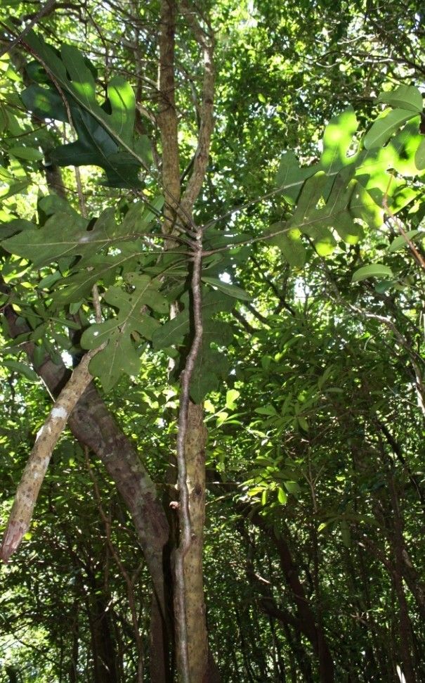 Meryta sonchifolia habit