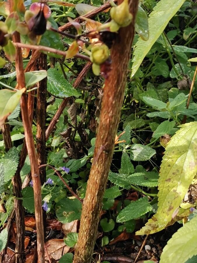 Hypericum hookerianum bark