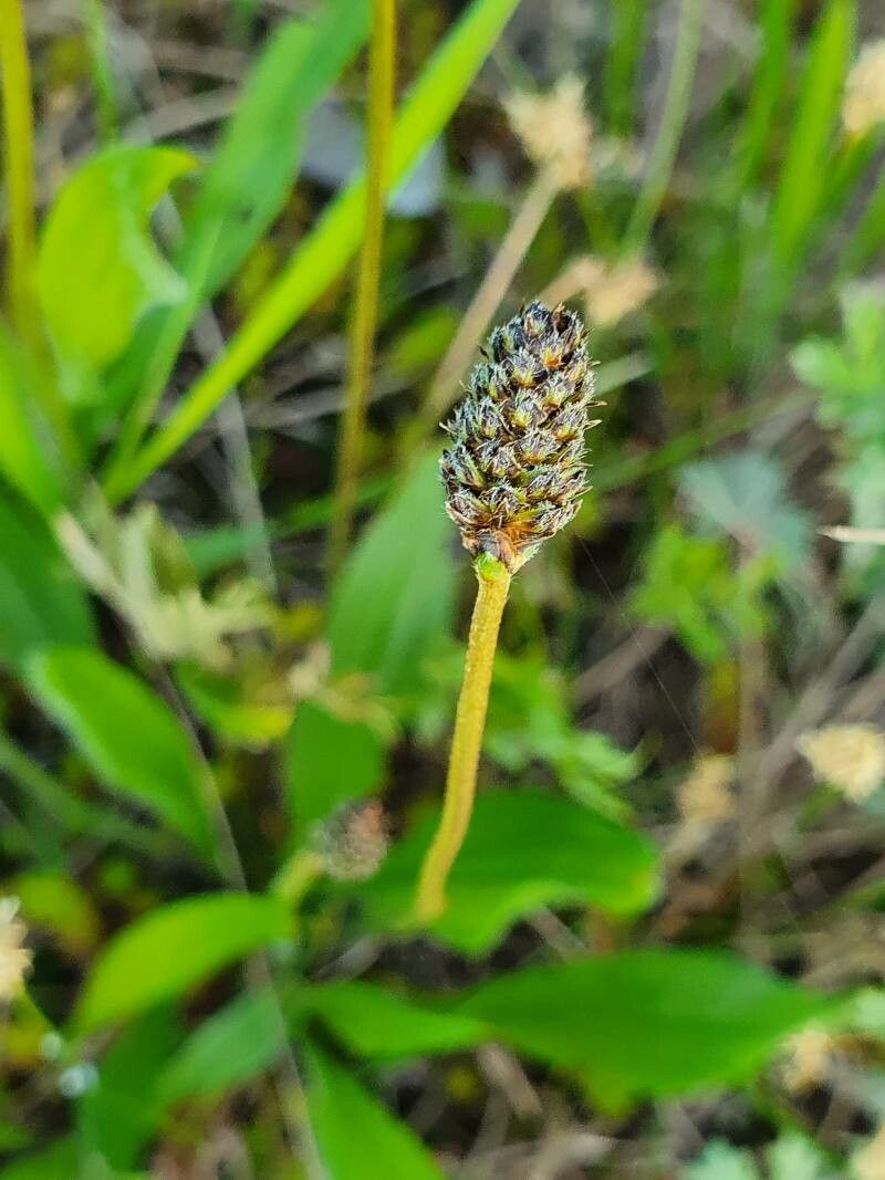 Plantago atrata fruit