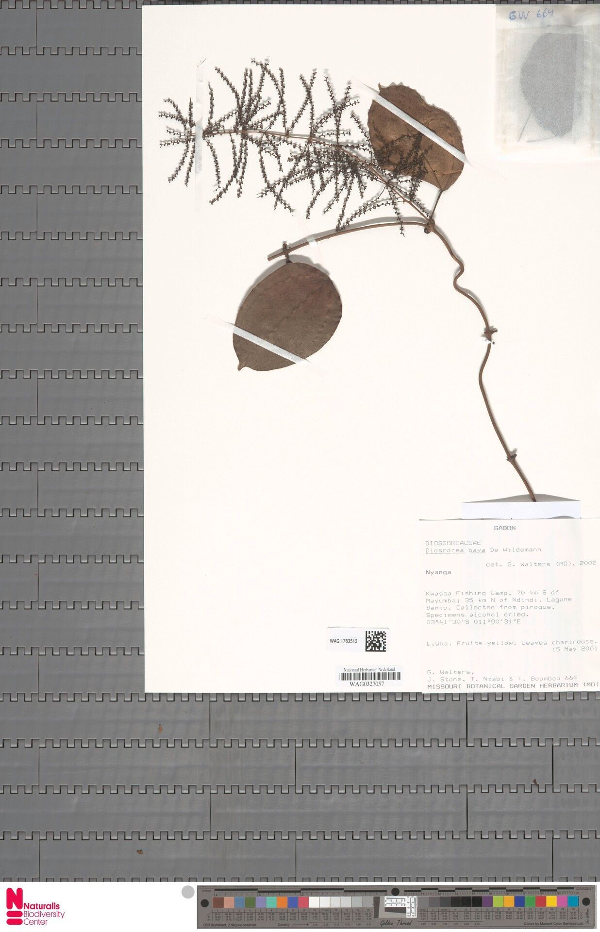 Dioscorea baya — houseplant care guide