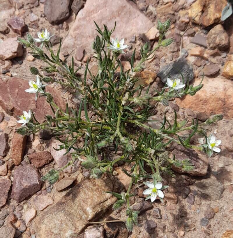 Spergularia ramosa habit