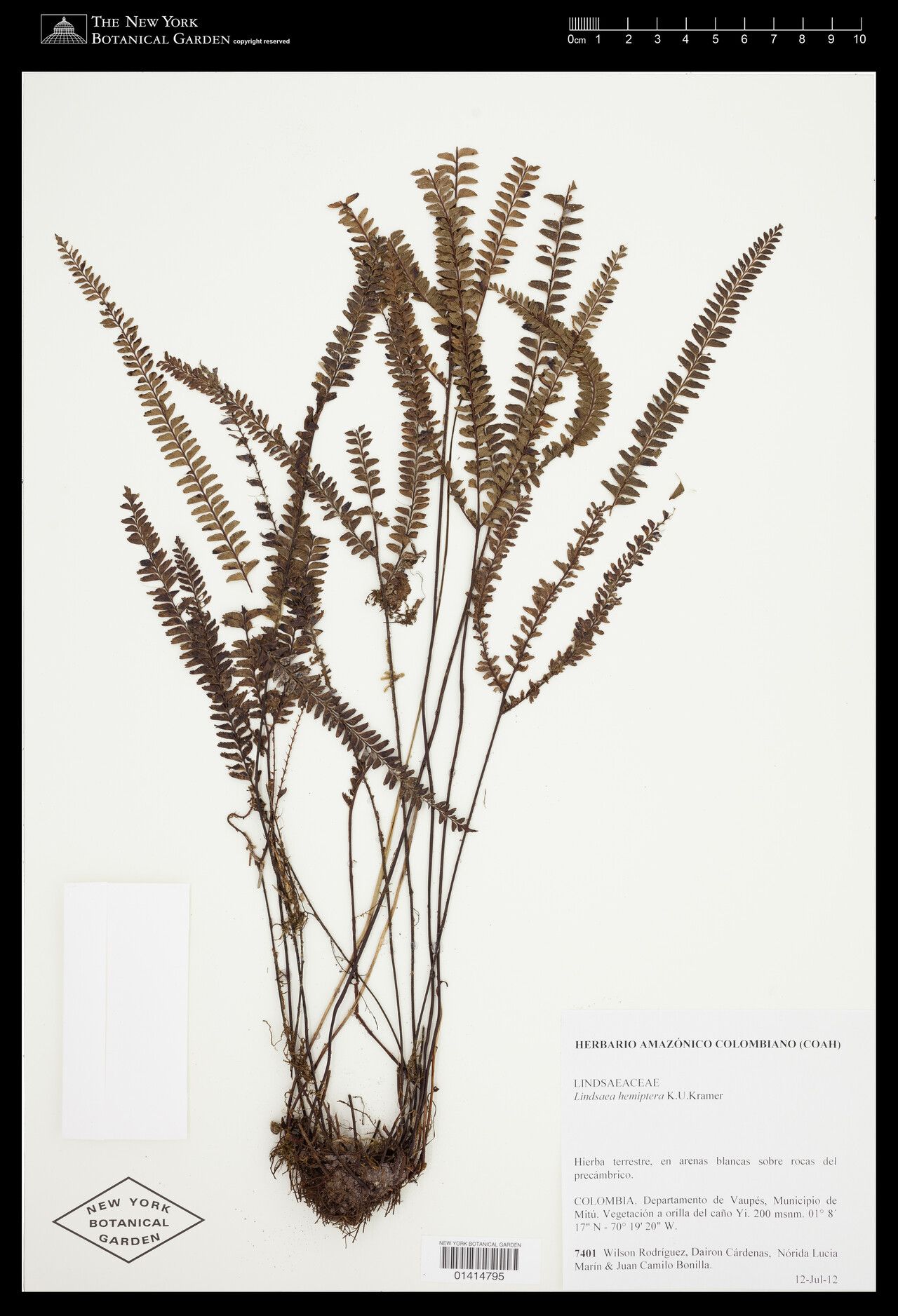 Lindsaea hemiptera — houseplant care guide