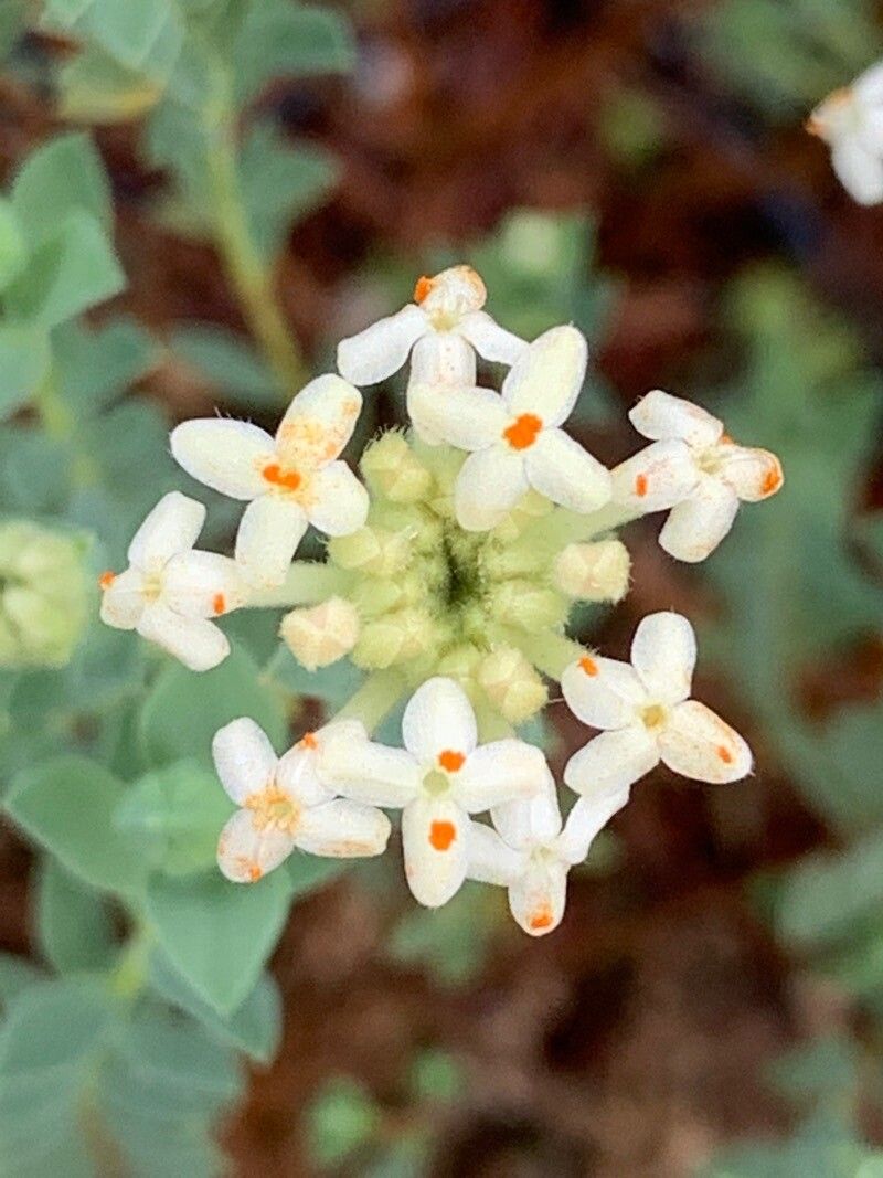 Pimelea glauca — houseplant care guide