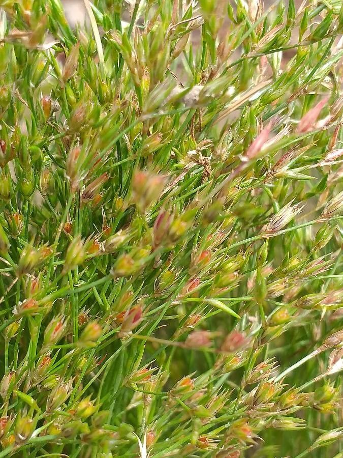 Juncus bufonius flower
