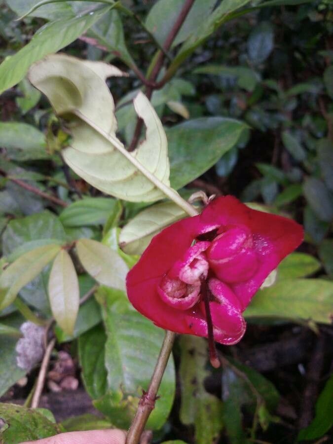 Drymonia coccinea flower