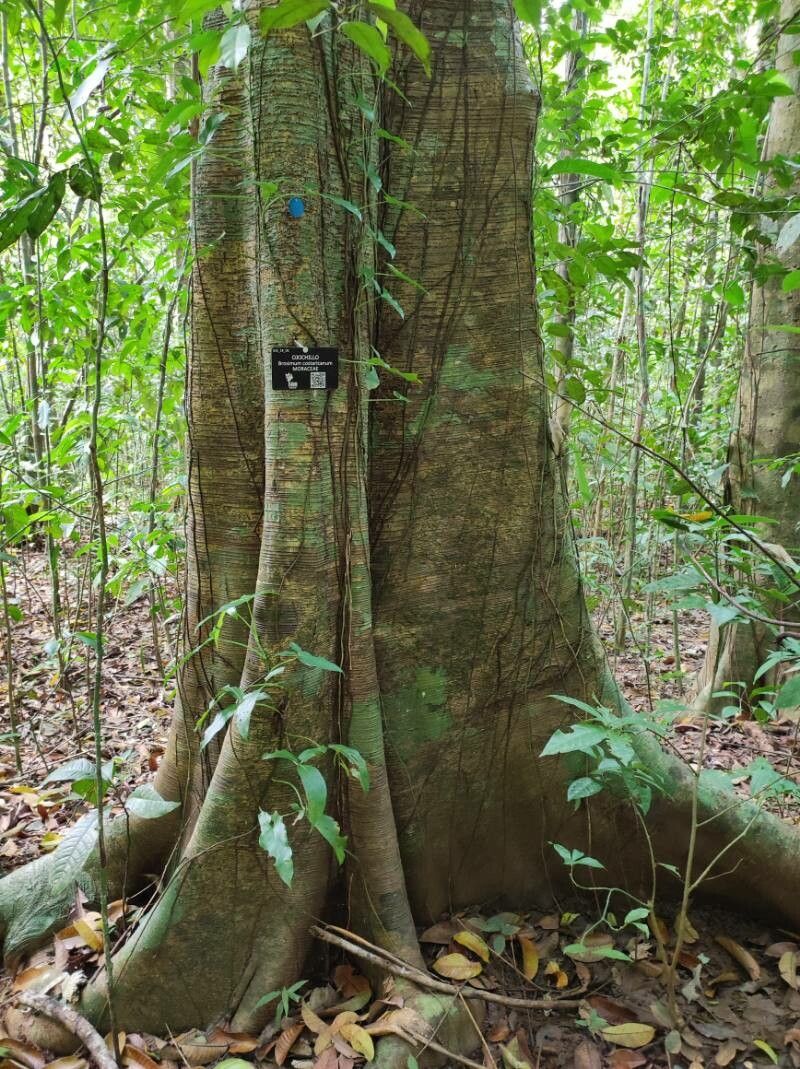 Brosimum costaricanum bark